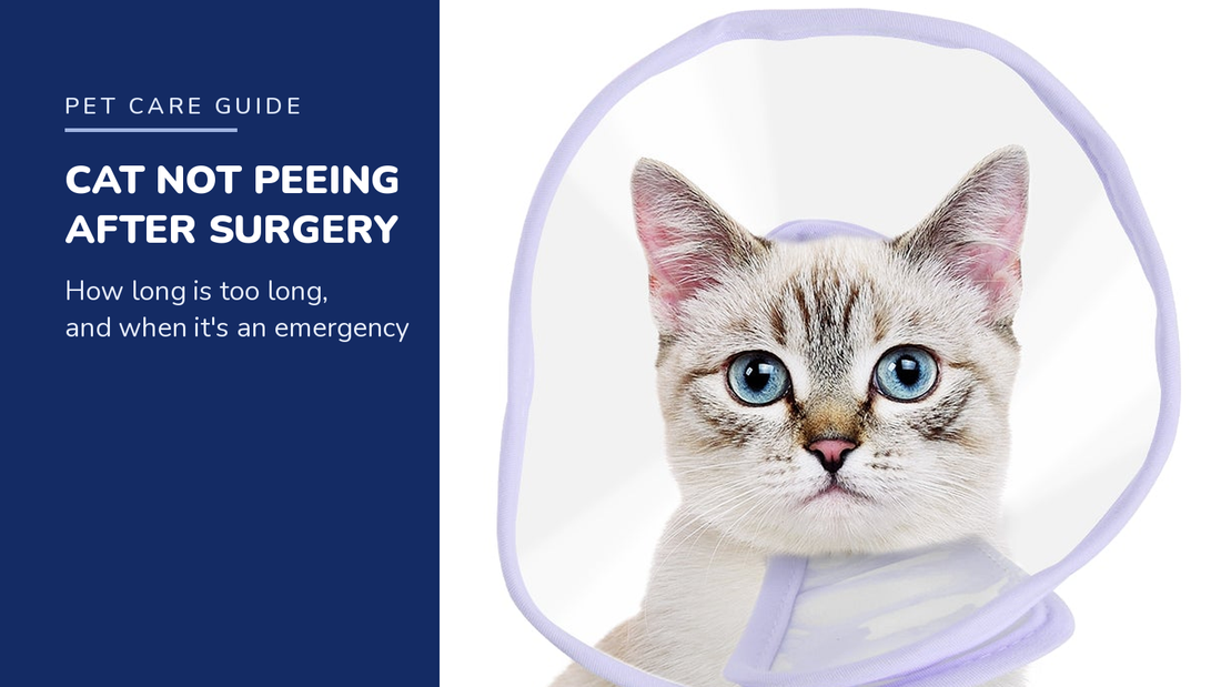 BENCMATE blog header — Cat Not Peeing After Surgery — tabby with Purple recovery collar