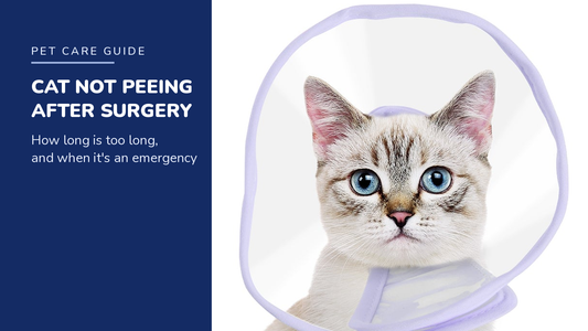BENCMATE blog header — Cat Not Peeing After Surgery — tabby with Purple recovery collar