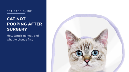 BENCMATE blog header — Cat Not Pooping After Surgery — tabby cat with Purple recovery collar