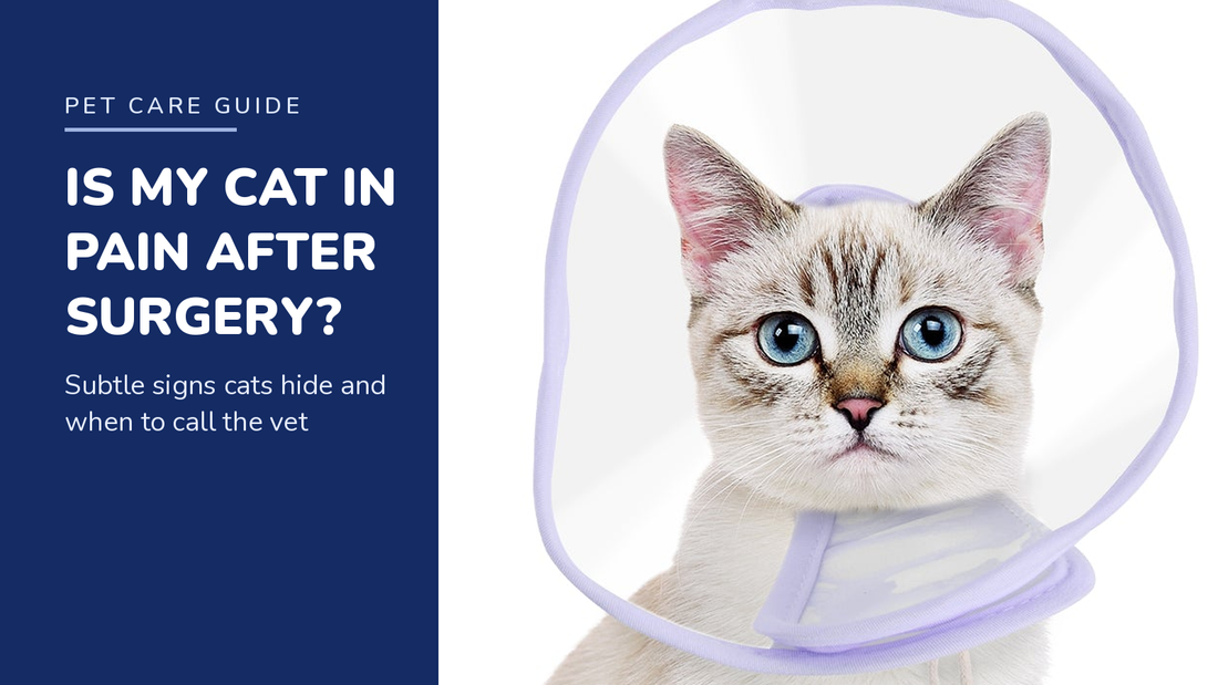 BENCMATE blog header — Cat pain after surgery signs — white cat wearing a lilac hard plastic recovery cone