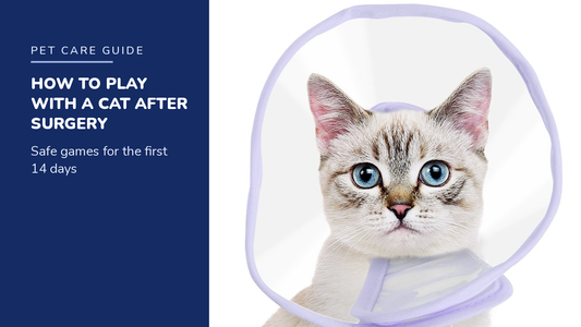 BENCMATE blog header — How to play with a cat after surgery — light cat wearing a lilac clear cone