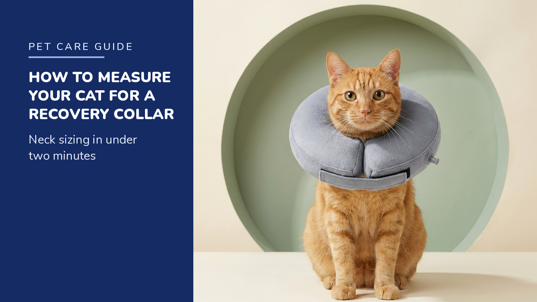 BENCMATE blog header — How to Measure Your Cat for a Recovery Collar — orange tabby cat with Grey recovery collar
