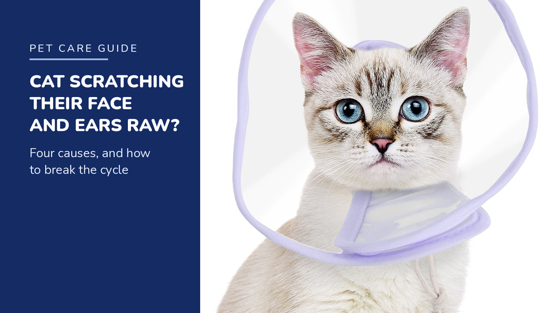 BENCMATE blog header — Cat Scratching Their Face and Ears Raw — cat with Purple recovery collar