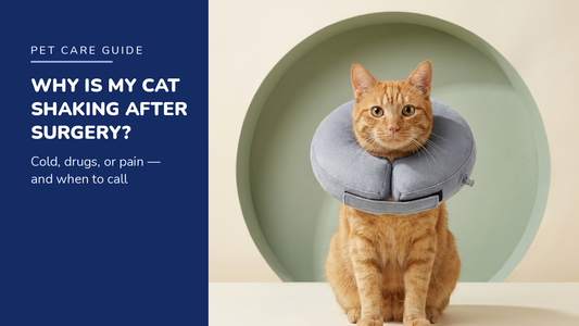 BENCMATE blog header — Why Is My Cat Shaking After Surgery — ginger tabby cat with Grey recovery collar