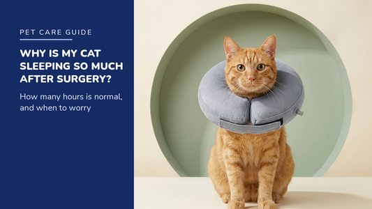 BENCMATE blog header — Why Is My Cat Sleeping So Much After Surgery — ginger tabby with Grey recovery collar