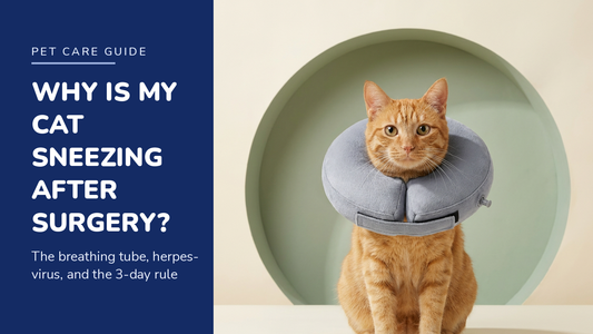 BENCMATE blog header — Why Is My Cat Sneezing After Surgery — ginger tabby cat with Grey recovery collar