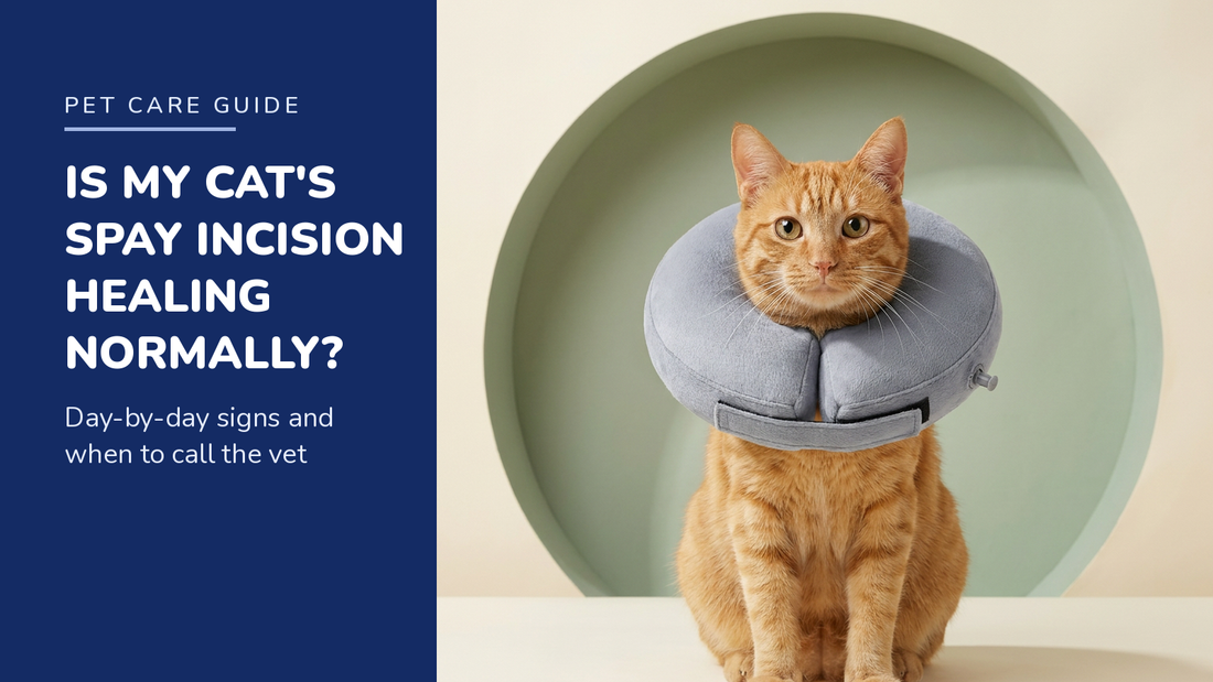 BENCMATE blog header — Cat Spay Incision Healing — ginger tabby with Grey recovery collar