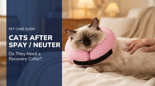 BENCMATE blog header — Do Cats Need a Recovery Collar After Spay or Neuter — cat with Pink recovery collar