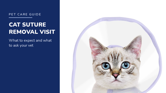 BENCMATE blog header — Cat Suture Removal Appointment — cat wearing a purple recovery collar