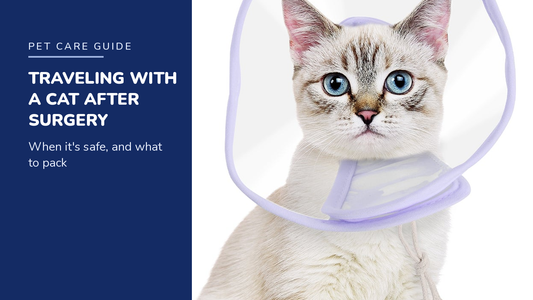 BENCMATE blog header — Can I Travel With My Cat After Surgery — cat wearing a purple recovery collar