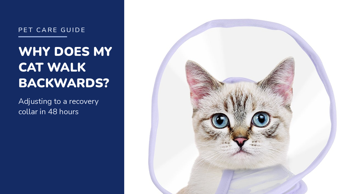 BENCMATE blog header — Why Does My Cat Walk Backwards With a Recovery Collar — cat wearing a lavender-trimmed recovery collar