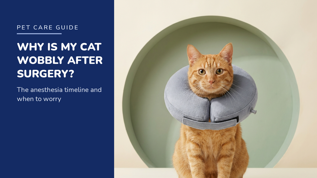 BENCMATE blog header - Why Is My Cat Wobbly After Surgery - ginger tabby cat with Grey inflatable recovery collar