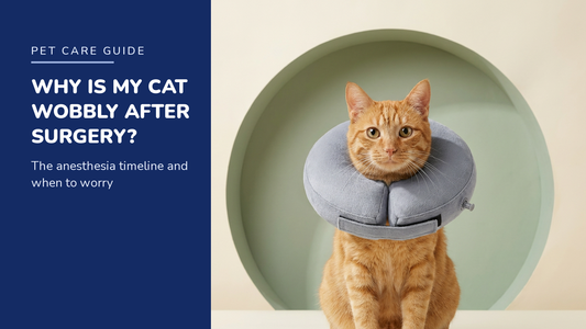 BENCMATE blog header - Why Is My Cat Wobbly After Surgery - ginger tabby cat with Grey inflatable recovery collar