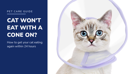 BENCMATE blog header — Cat Won't Eat With a Cone On — cat with Purple soft recovery collar