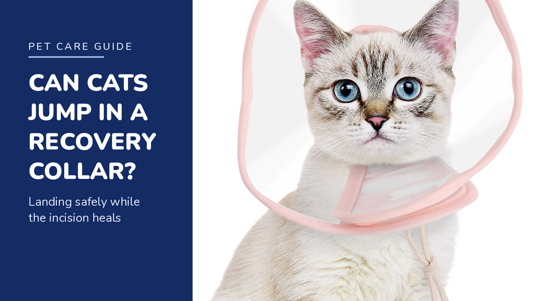 BENCMATE blog header — Can Cats Jump and Climb With a Recovery Collar On — cat with Pink recovery collar