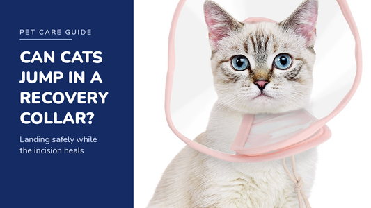 BENCMATE blog header — Can Cats Jump and Climb With a Recovery Collar On — cat with Pink recovery collar