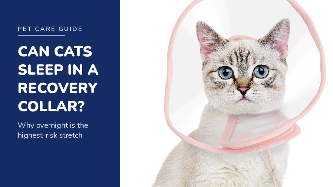 BENCMATE blog header — Can Cats Sleep With a Recovery Collar — cat with Pink recovery collar