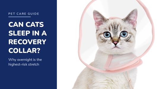 BENCMATE blog header — Can Cats Sleep With a Recovery Collar — cat with Pink recovery collar