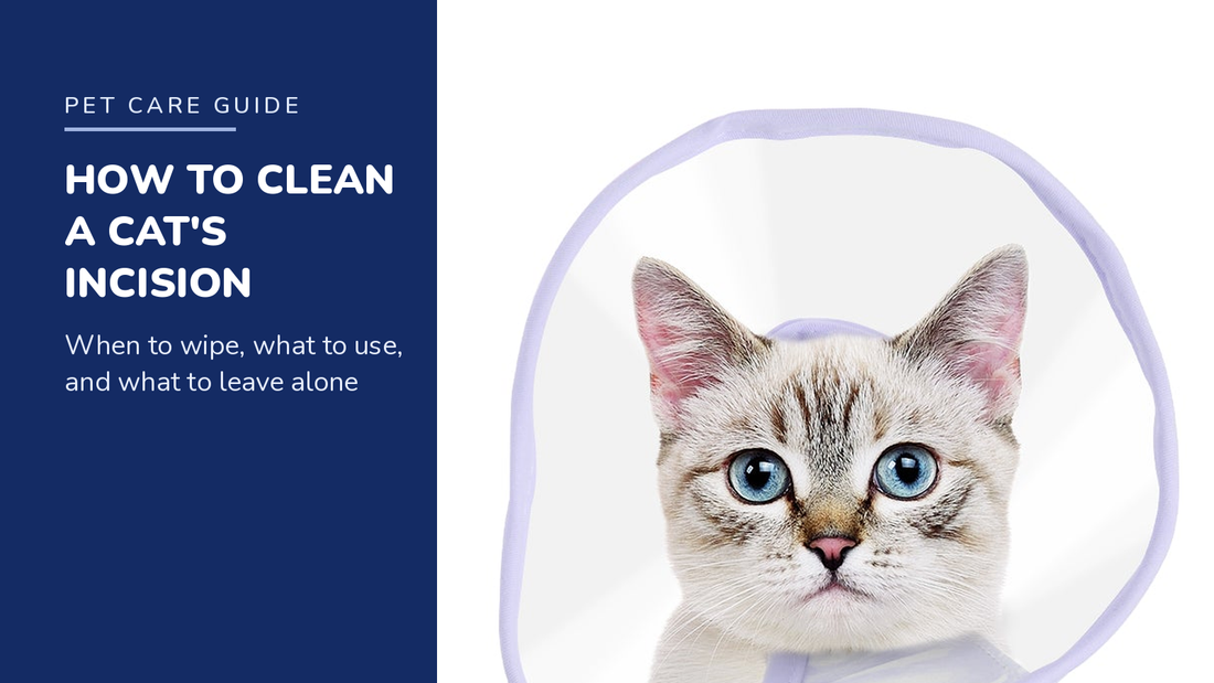 BENCMATE blog header — How to Clean a Cat's Incision After Surgery — cat wearing a purple recovery collar