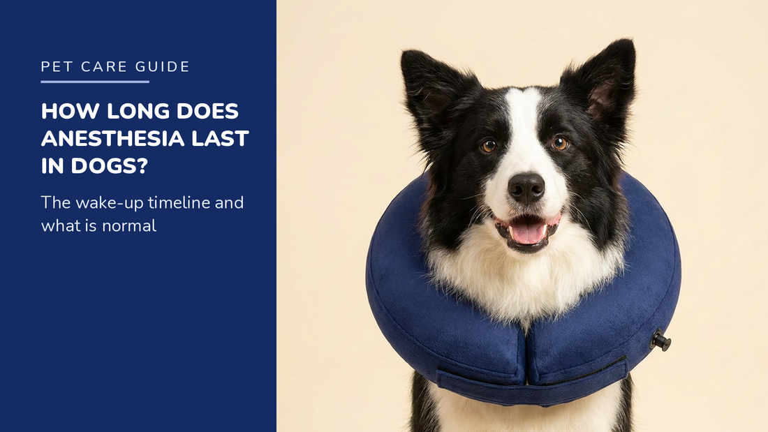 BENCMATE blog header — How long anesthesia lasts in dogs — Border Collie with Navy recovery collar