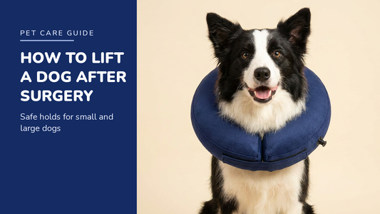 BENCMATE blog header — How to lift a dog after surgery — Border Collie with Navy recovery collar