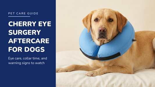 BENCMATE blog header — Cherry Eye Surgery Aftercare for Dogs — Yellow Labrador with Blue recovery collar