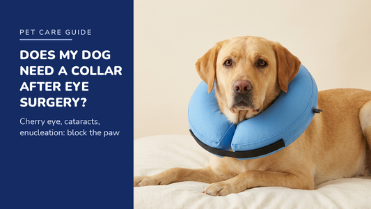 BENCMATE blog header — Dog Recovery Collar After Eye Surgery — Yellow Labrador with Blue recovery collar