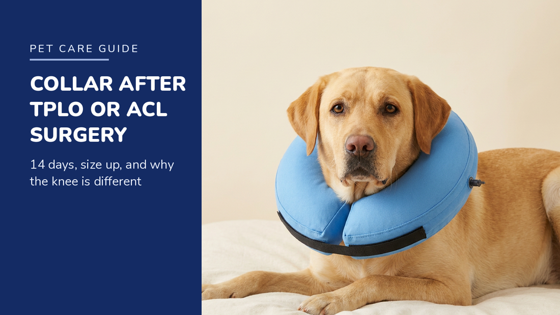 BENCMATE blog header — Recovery Collar After TPLO or ACL Surgery — Yellow Labrador with Blue recovery collar