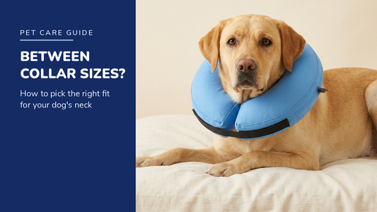 BENCMATE blog header — Dog Between Recovery Collar Sizes — Yellow Labrador with Blue recovery collar