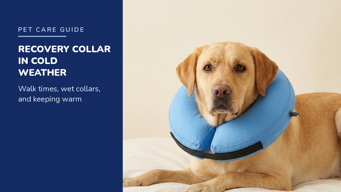 BENCMATE blog header — Recovery Collar in Cold Weather — Yellow Labrador with Blue recovery collar