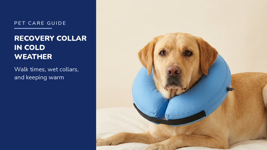 BENCMATE blog header — Recovery Collar in Cold Weather — Yellow Labrador with Blue recovery collar