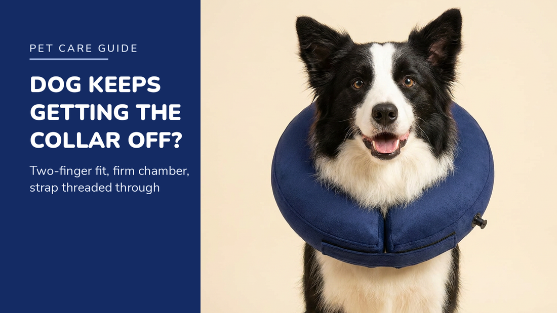 BENCMATE blog header — Dog Keeps Getting Its Inflatable Collar Off — Border Collie with Navy Blue recovery collar