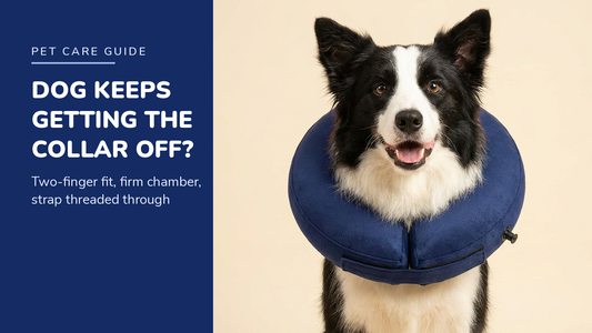 BENCMATE blog header — Dog Keeps Getting Its Inflatable Collar Off — Border Collie with Navy Blue recovery collar
