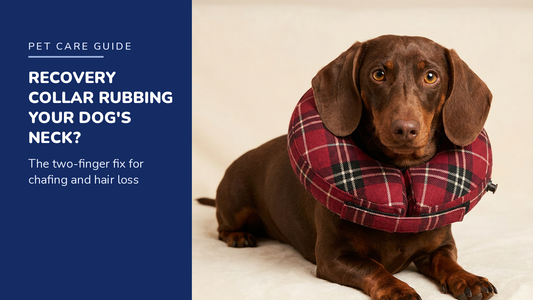 BENCMATE blog header — Recovery Collar Rubbing Your Dog's Neck — Dachshund with Plaid inflatable recovery collar