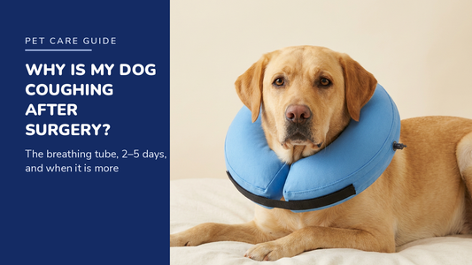 BENCMATE blog header — Why Is My Dog Coughing After Surgery — Yellow Labrador with Blue recovery collar