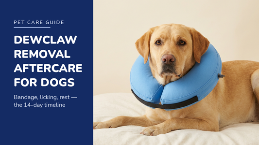 BENCMATE blog header — Dewclaw Removal Aftercare for Dogs — Yellow Labrador with Blue recovery collar
