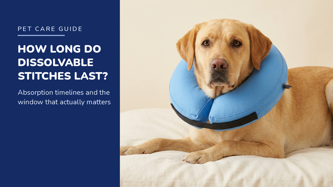 BENCMATE blog header — How Long Do a Dog's Dissolvable Stitches Take to Dissolve — Yellow Labrador with Blue inflatable recovery collar