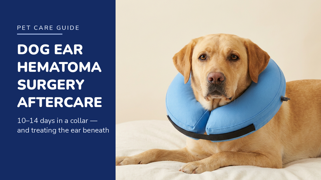 BENCMATE blog header — Dog Ear Hematoma Surgery Aftercare — Yellow Labrador with Blue recovery collar