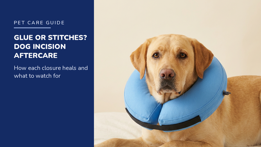 BENCMATE blog header — Surgical glue vs stitches aftercare — Yellow Labrador with Blue recovery collar