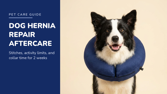BENCMATE blog header — Dog Hernia Repair Aftercare — Border Collie with Navy Blue recovery collar