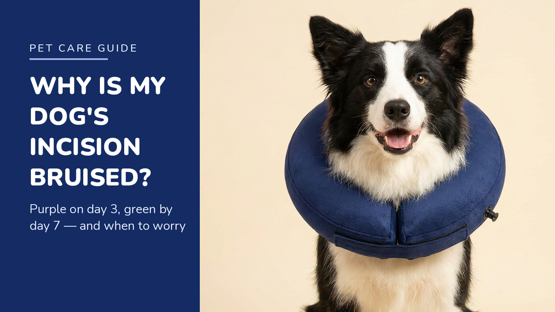 BENCMATE blog header — Why Is My Dog's Incision Bruised After Surgery — Border Collie with Navy Blue recovery collar