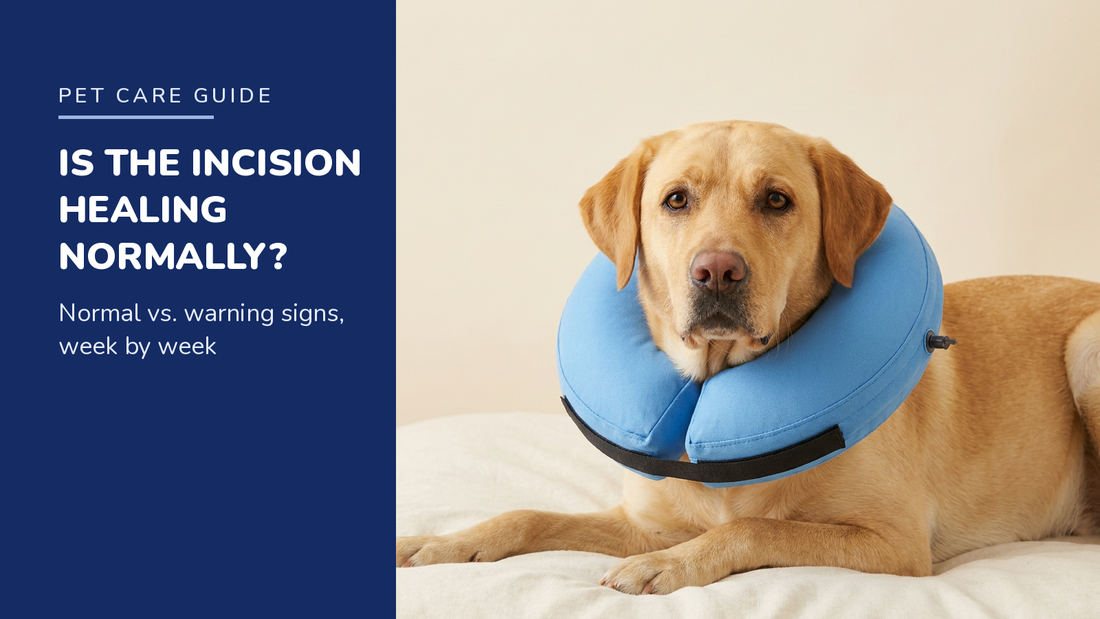 BENCMATE blog header — Dog Incision Healing Guide — Yellow Labrador with Blue recovery collar