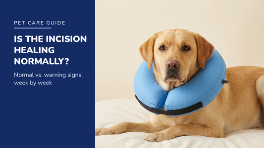 BENCMATE blog header — Dog Incision Healing Guide — Yellow Labrador with Blue recovery collar