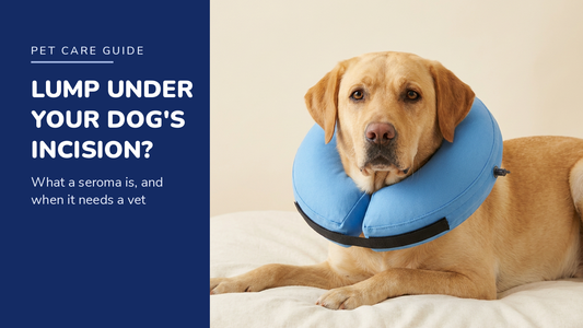 BENCMATE blog header — Lump Under Your Dog's Incision — Yellow Labrador with Blue recovery collar