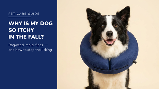 BENCMATE blog header — Why Is My Dog So Itchy in the Fall — Border Collie with Navy Blue recovery collar