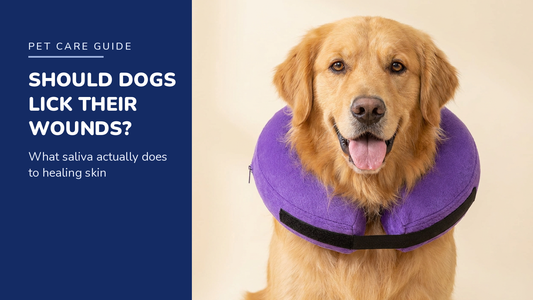 BENCMATE blog header — Should Dogs Lick Their Wounds — Golden Retriever with Purple inflatable recovery collar