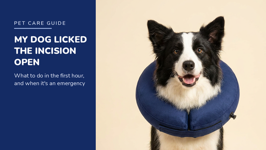 BENCMATE blog header — My Dog Licked Its Incision Open — Border Collie with Navy Blue inflatable recovery collar