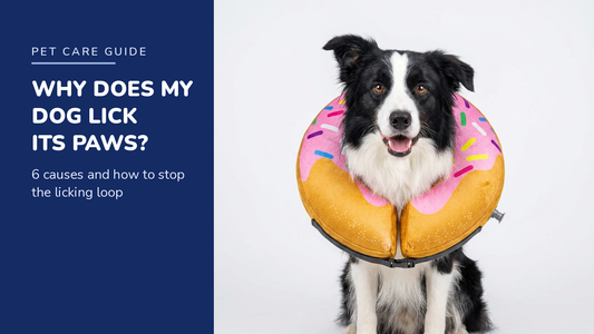 BENCMATE blog header — Why Does My Dog Lick Its Paws — Border Collie with Strawberry Donut recovery collar