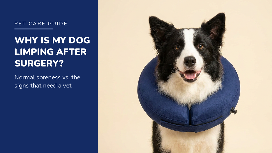 BENCMATE blog header — Why Is My Dog Limping After Surgery — Border Collie with Navy recovery collar