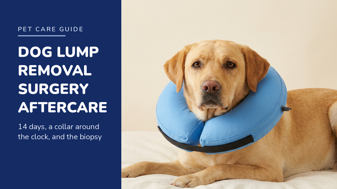 BENCMATE blog header — Dog Lump Removal Surgery Aftercare — Yellow Labrador with Blue recovery collar